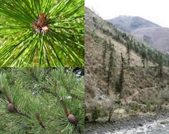 Seeds for planting, Pinus densata seeds, Sikang Pine,~ bulk wholesale seed.
