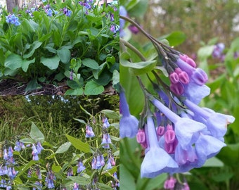 Seeds for planting, Mertensia virginica seeds, Virginia bluebells, Virginia cowslip, lungwort oysterleaf, ~ bulk wholesale lot 75 seed.