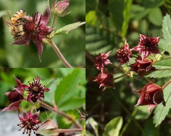 Seeds for planting, Potentilla palustris seeds, marsh cinquefoil, ~ bulk wholesale lot 30 seed.