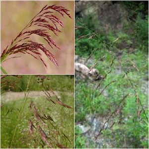 May include: Close-up of a reddish-purple grass plant with long, thin blades. The grass is growing in a field and is surrounded by other plants.