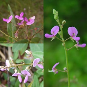 May include: Close-up of pink flowers with green stems and leaves. The flowers have a butterfly-like shape with a darker pink center.