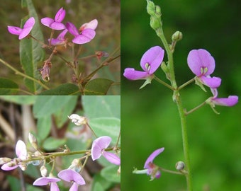 Seeds for planting, Desmodium paniculatum seeds, panicled-leaf ticktrefoil, narrow-leaf tick-trefoil, ~ bulk wholesale seed.