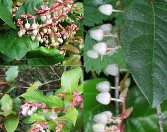 Seeds for planting, Gaultheria shallon seeds, Salal, Oregon Wintergreen, ~ bulk wholesale seed.