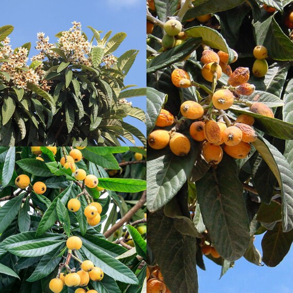 Seeds for Planting, Eriobotrya Japonica Seeds, Japanese Medlar, Japanese  Plum, Loquat,~ Bulk Wholesale Seed. - Etsy