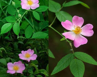 Seeds for planting, Rosa setigera seeds, illinois rose, climbing rose, prairie rose~ bulk wholesale seed.