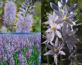 Seeds for planting, Camassia angusta seeds, southern wild hyacinth, ~ bulk wholesale seed.