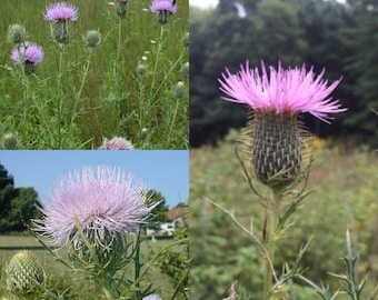 Seeds for planting, Cirsium discolor seeds, pasture thistle, field thistle, ~ bulk wholesale seed.
