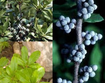 Seeds for planting, Myrica pensylvanica dried berries seeds, Northern Bayberry, Bayberry,~ bulk wholesale seed.