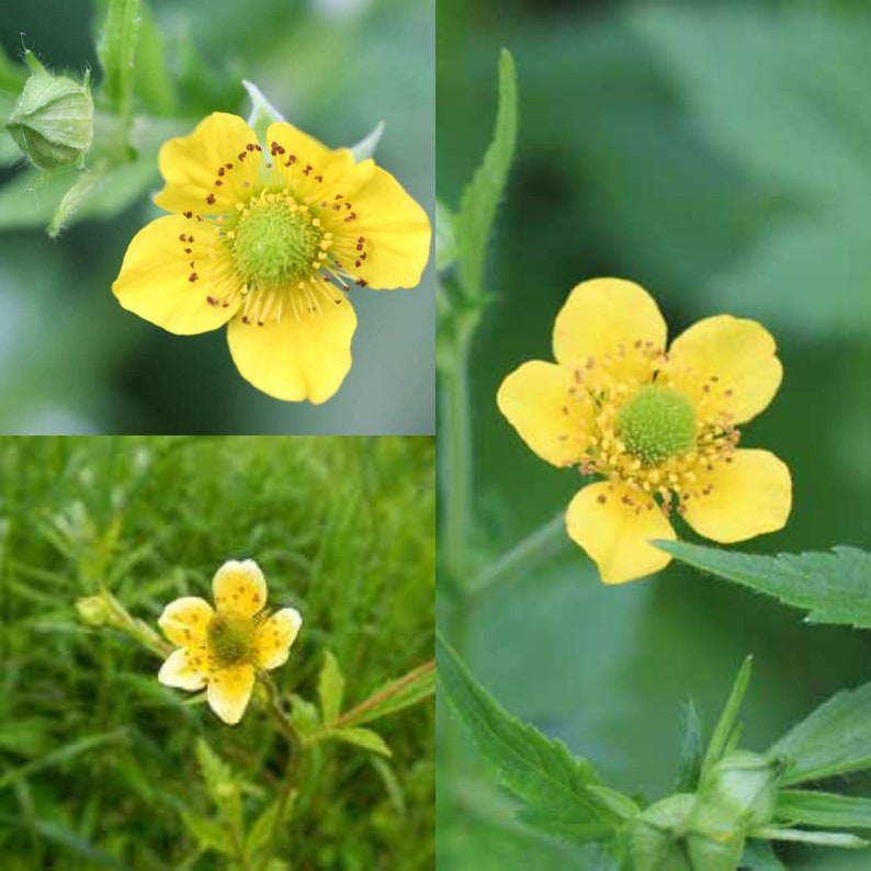 Seeds for planting, Geum aleppicum seeds, yellow avens, common avens, bulk wholesale seed. image 1