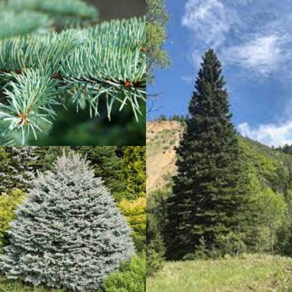Seeds for planting, Picea pungens NM Carson seeds, Blue Spruce, Colorado Blue Spruce,~ bulk wholesale seed.