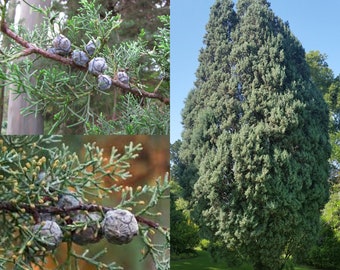 Seeds for planting, Hesperocyparis arizonica seeds, Arizona Cypress,~ bulk wholesale seed.