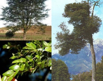 Seeds for planting, Nothofagus dombeyi seeds, Coigue, Dombey's Southern Beech, Coihue, Dombey's Beeech,~ bulk wholesale seed.