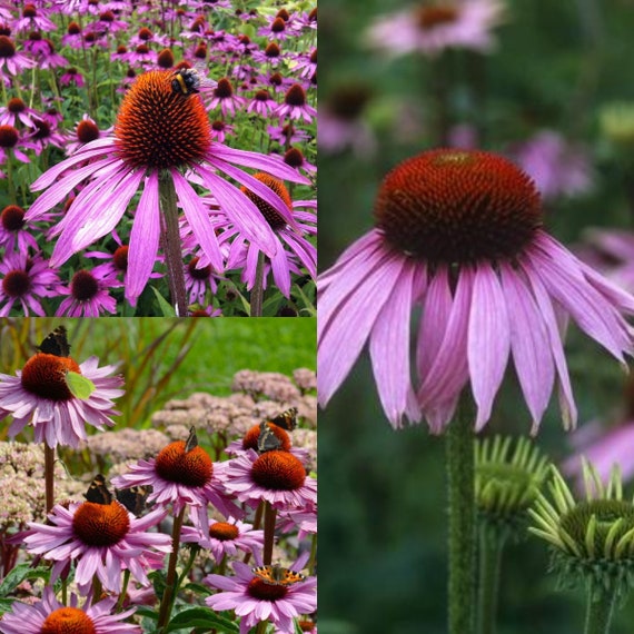 Seeds for Planting, Echinacea Purpurea Seeds, Purple Coneflower, ~ Bulk  Wholesale Seed. - Etsy