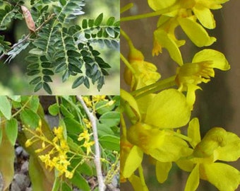 Seeds for planting, Caesalpinia velutina seeds, Totoposte, Palo Colorada, Chaperon blanco, Aripin, ~ bulk wholesale seed