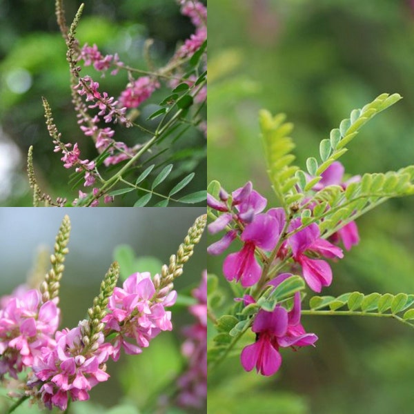 Seeds for planting, Indigofera pseudotinctoria seeds, Indigo, Indigo Bush,~ bulk wholesale seed.