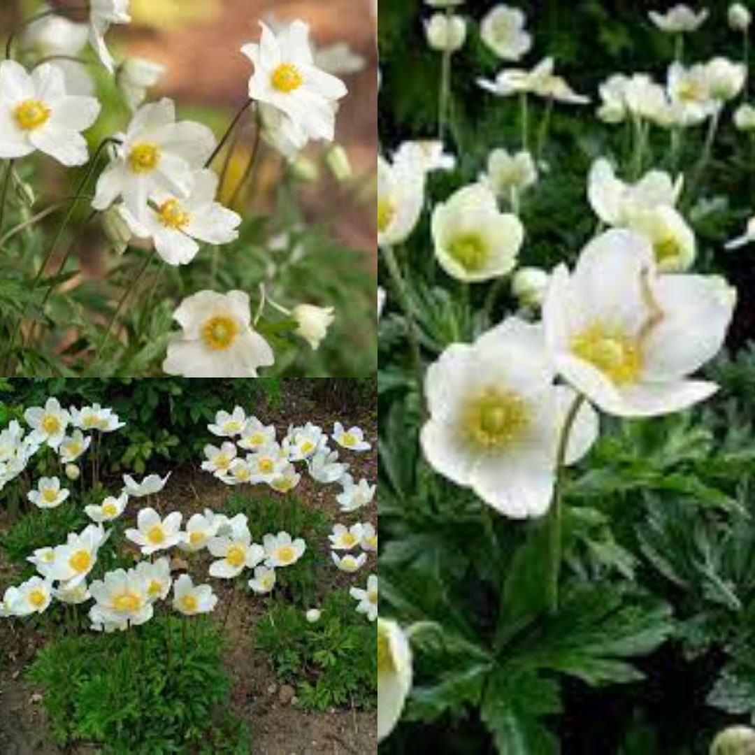 Seeds for Planting Anemone Sylvestris Seeds Snowdrop picture image photo
