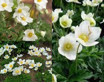 Seeds for planting, Anemone sylvestris seeds, Snowdrop Windflower,~ bulk wholesale lot 60 seed.