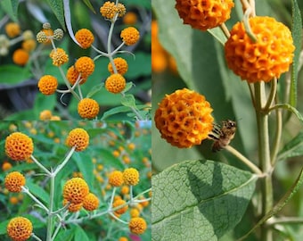 Seeds for planting, Buddleja globosa seeds, Orange-ball-tree, ~ bulk wholesale seed