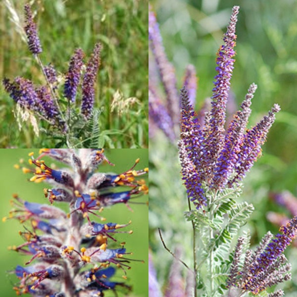 Seeds for planting, Amorpha canescens with hulls seeds, Leadplant, Lead Plant, ~ bulk wholesale seed.