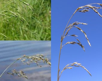 Seeds for planting, Festuca arundinacea Silver Hawk seeds, Tall Fescue, Silver Hawk Tall Fescue,~ bulk wholesale seed.