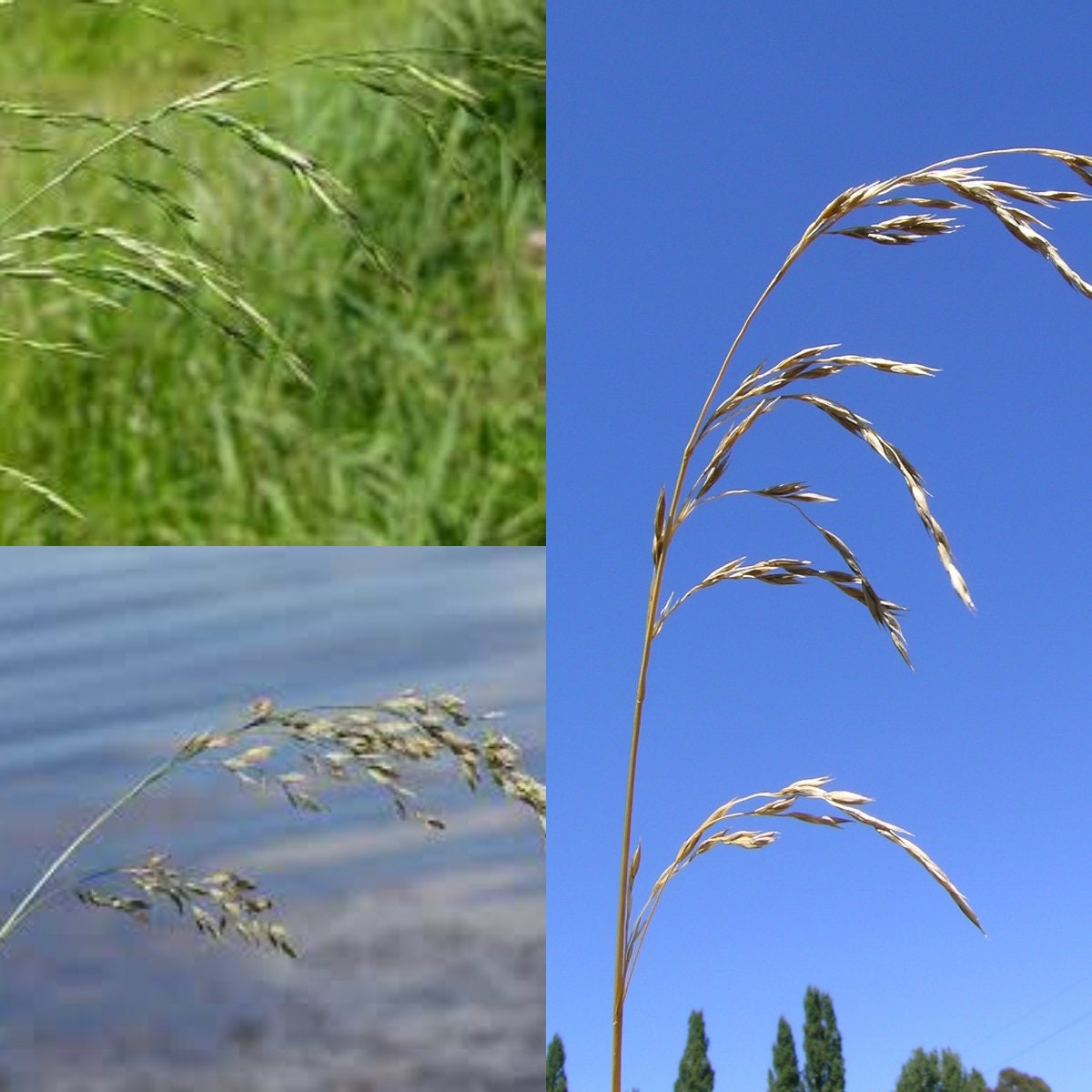 Seeds for Planting, Festuca Arundinacea Silver Hawk Seeds, Tall Fescue