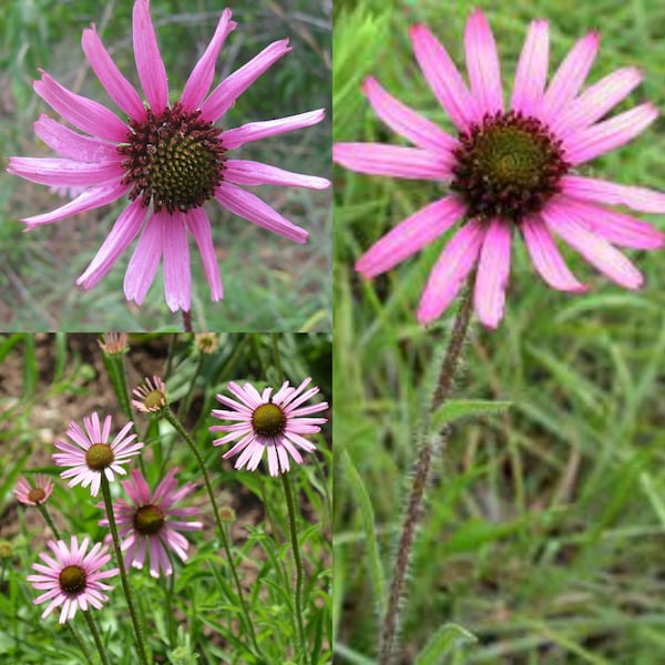 Coneflower Seeds Etsy