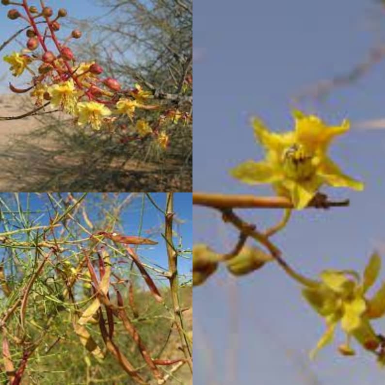 Seeds for planting, Parkinsonia africana seeds, African, bulk wholesale lot 22 seed. image 1