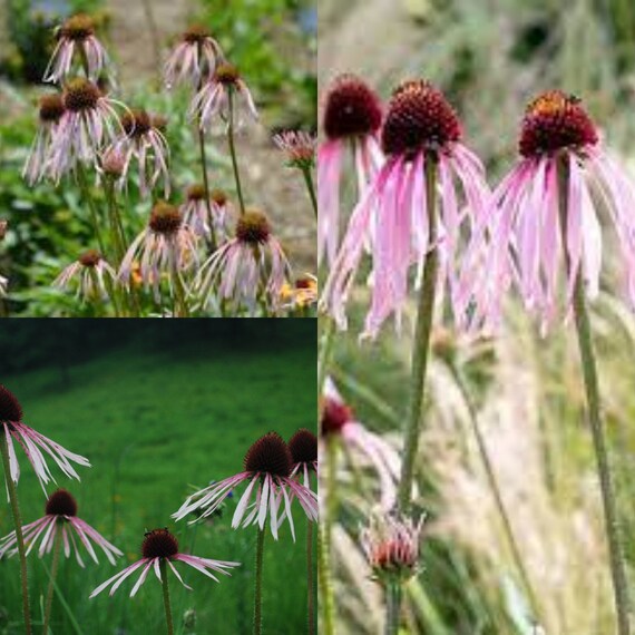 Seeds for planting, Echinacea pallida seeds, Pale Purple Coneflower,  Coneflower,~ bulk wholesale seeds.