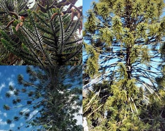 Seeds for planting, Araucaria bidwillii seeds, Bunya Bunya, Bunya - Bunya Pine, Bunya Pine, Bunya Bunya Tree, ~ bulk wholesale seed