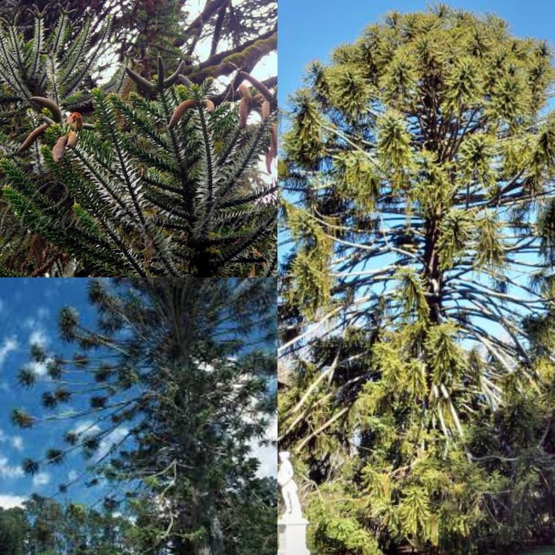 Seeds for planting, Araucaria bidwillii seeds, Bunya Bunya, Bunya Bunya Pine, Bunya Pine, Bunya Bunya Tree, bulk wholesale seed image 1