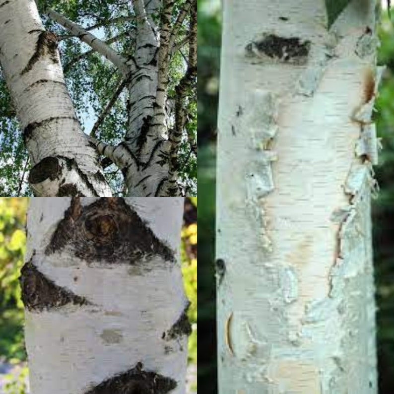 Seeds for planting, Betula pendula broken strobiles seeds, European White Birch, bulk wholesale seed image 1