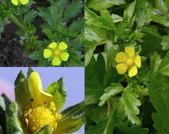 Seeds for planting, Potentilla paradoxa seeds, Bushy Cinquefoil, ~ bulk wholesale lot 500 seed.