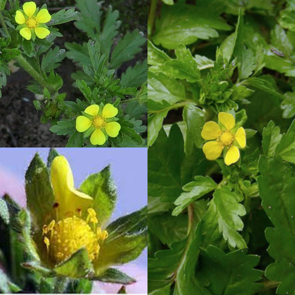 Seeds for Planting, Potentilla Paradoxa Seeds, Bushy Cinquefoil, ~ Bulk ...