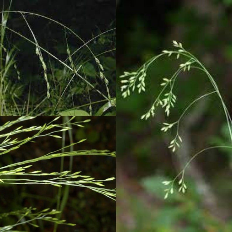 Seeds for planting, Festuca subverticillata seeds, nodding fescue, bulk wholesale seed. image 1