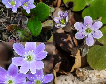 May include: A close-up of a cluster of delicate, light purple wildflowers with white centers. The flowers are surrounded by green leaves and brown twigs.