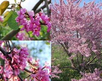 Seeds for planting, Cercis siliquastrum seeds, Judas Tree, Redbud, ~ bulk wholesale seed