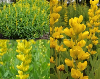 Seeds for planting, Baptisia sphaerocarpa seeds, large yellow wild indigo, ~ bulk wholesale seed.