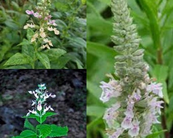 Seeds for planting, Teucrium canadense seeds, Canada germander, germander, wood sage,~ bulk wholesale seed.