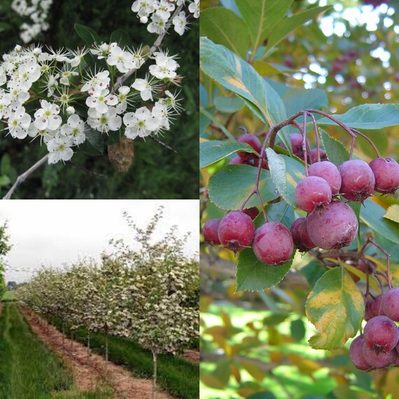 Seeds For Planting Crataegus Crus Galli Inermis Seeds Etsy