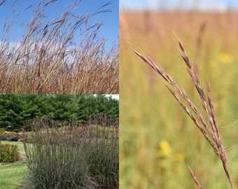 Seeds for planting, Andropogon gerardii seeds, big bluestem, tall bluestem, bluejoint, turkeyfoot, ~ bulk wholesale seed.