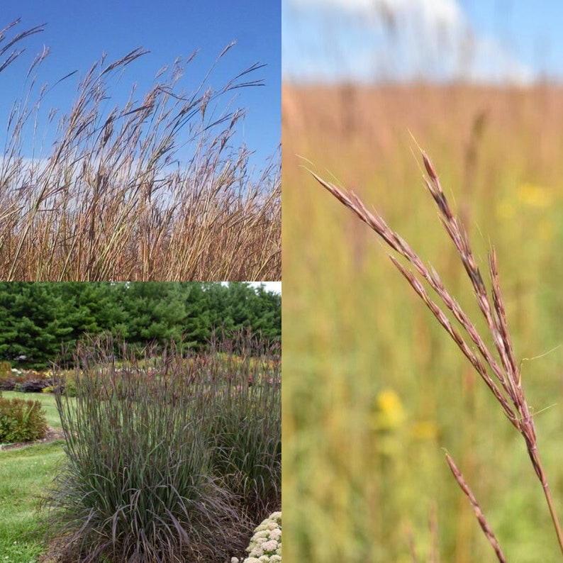 Seeds for planting, Andropogon gerardii seeds, big bluestem, tall bluestem, bluejoint, turkeyfoot, bulk wholesale seed. image 1