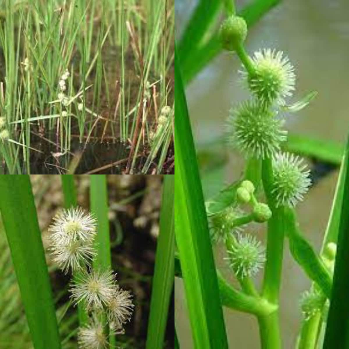 Seeds for planting, Sparganium seeds, Burreed, Bur-reed,~ bulk wholesale seed.