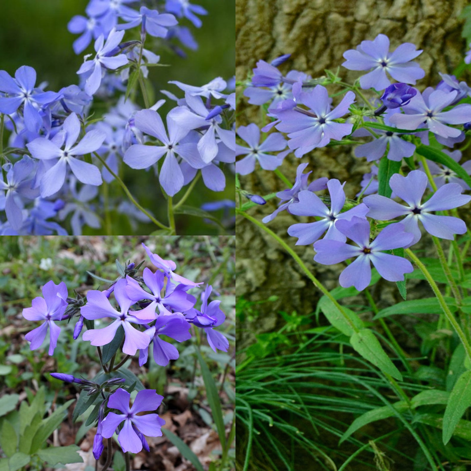 Seeds for Planting Phlox Divaricata Seeds Wild Blue Phlox Etsy