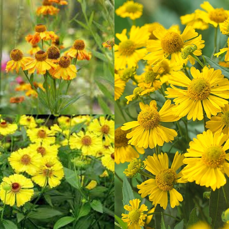 Seeds for planting, Helenium autumnale seeds, Sneezeweed, Common Sneezeweed, Bitterweed, Helen's Flower, bulk wholesale seed. image 1