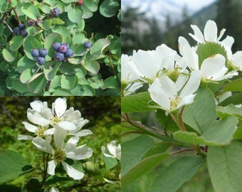 Seeds for planting, Amelanchier alnifolia seeds, Saskatoon Serviceberry, Saskatoon Berry, ~ bulk wholesale seed.