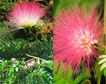 Seeds for planting, Albizia julibrissin seeds, Silk Tree, Persian Silk Tree, pink siris,~ bulk wholesale seed.