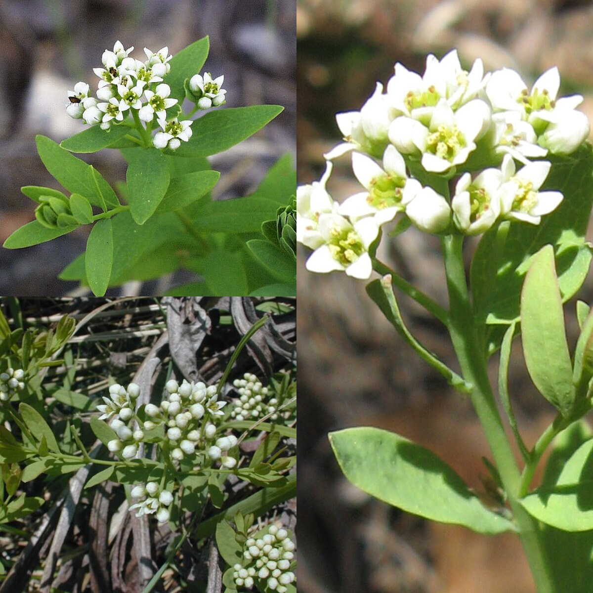 Bastard Toadflax Etsy