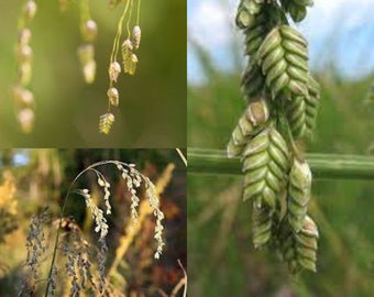 Seeds for planting, Glyceria canadensis seeds, Rattlesnake Mannagrass, Rattlesnake Grass, Canada Manna, ~ bulk wholesale seed.