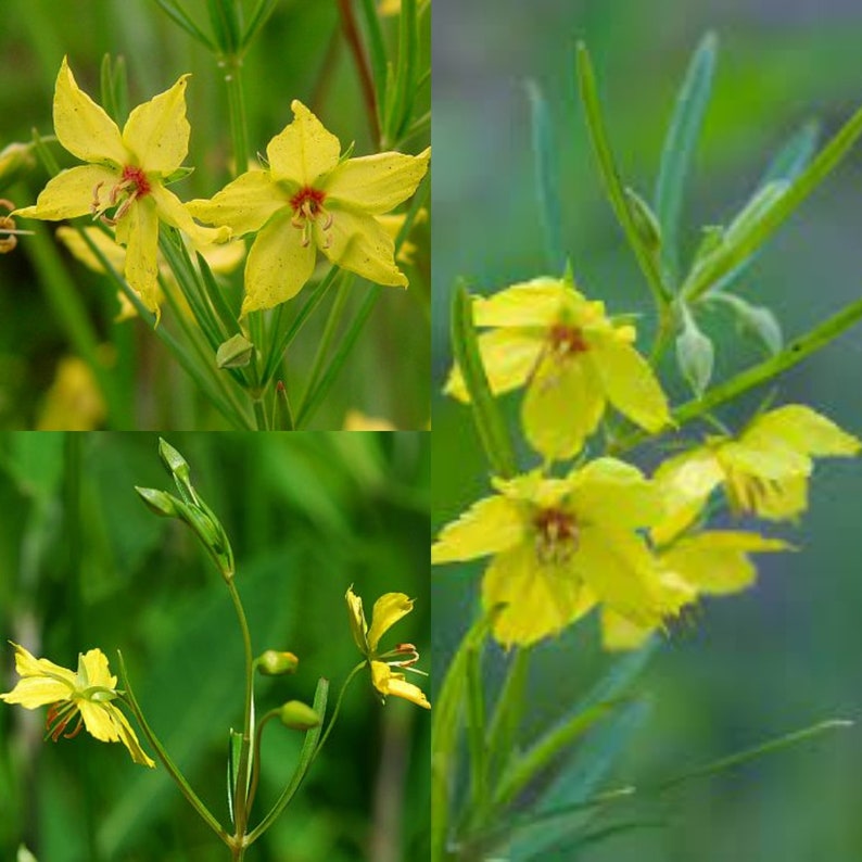 Seeds for planting, Lysimachia quadriflora seeds, prairie loosestrife, fourflower yellow loosestrife. bulk wholesale seed. image 1