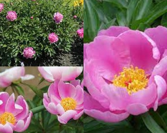 Seeds for planting, Paeonia lactiflora seeds, Chinese Peony,~ bulk wholesale seed.